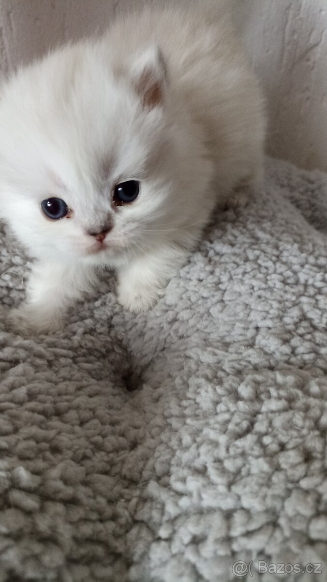 Britská kočička s PP - 9