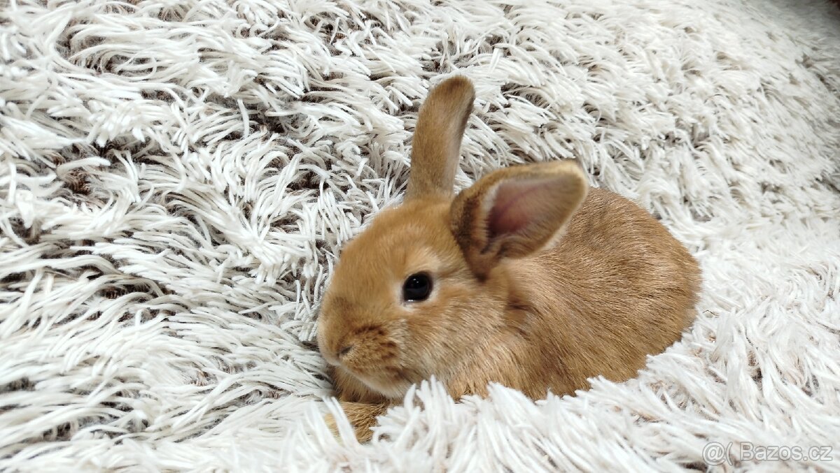 Zakrslý králíček, králík - LILI - 9