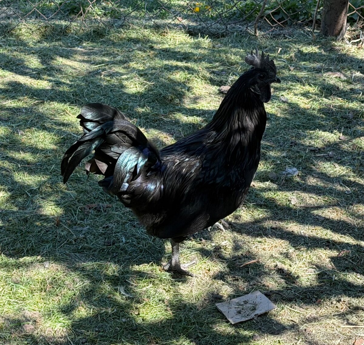 Kohout Ayam Cemani - 9