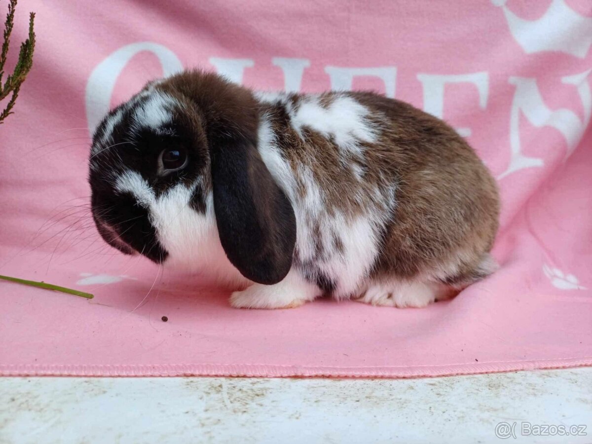 Tipový Sameček Zakrslý Beránek MiniLop - 9