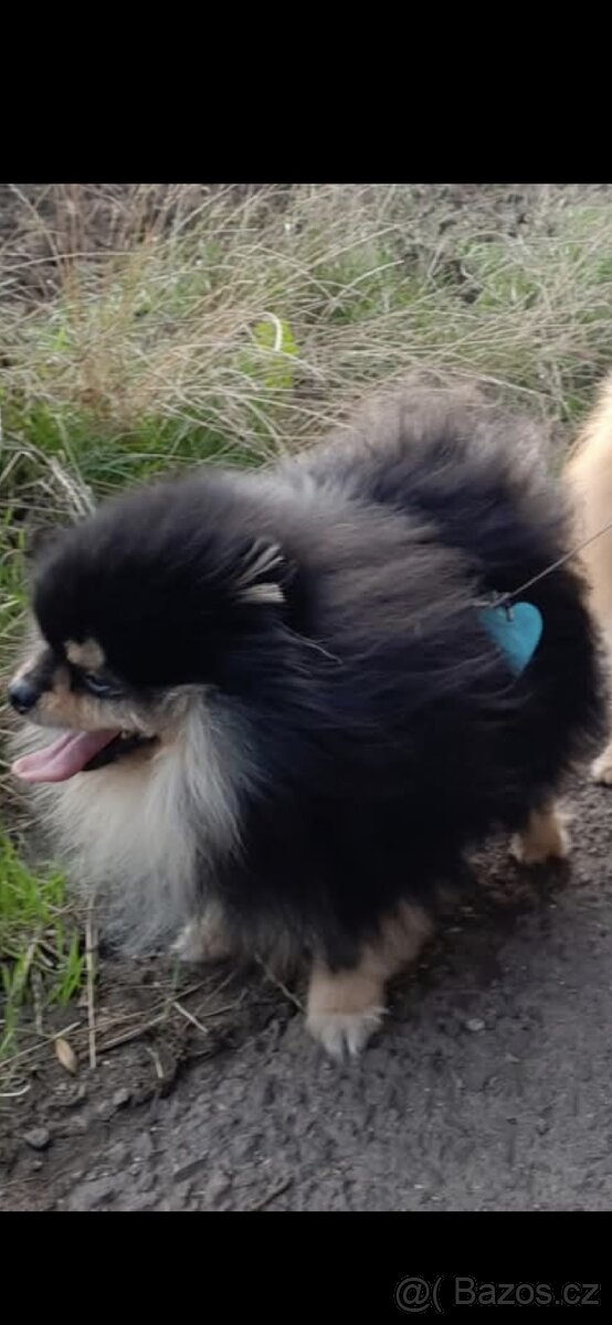 Daruji pejska kluk - 9