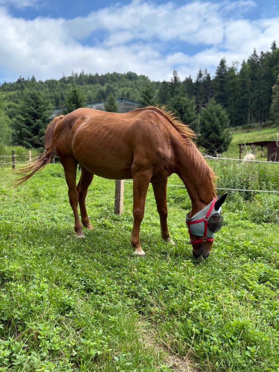 Valach ČT 19 let - 9