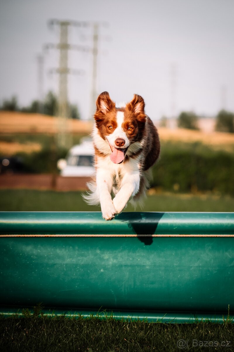 Štěňata Border Kolie s PP - 9