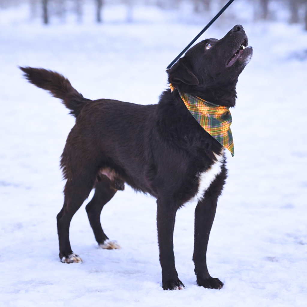 Columbo hledá domov - 9