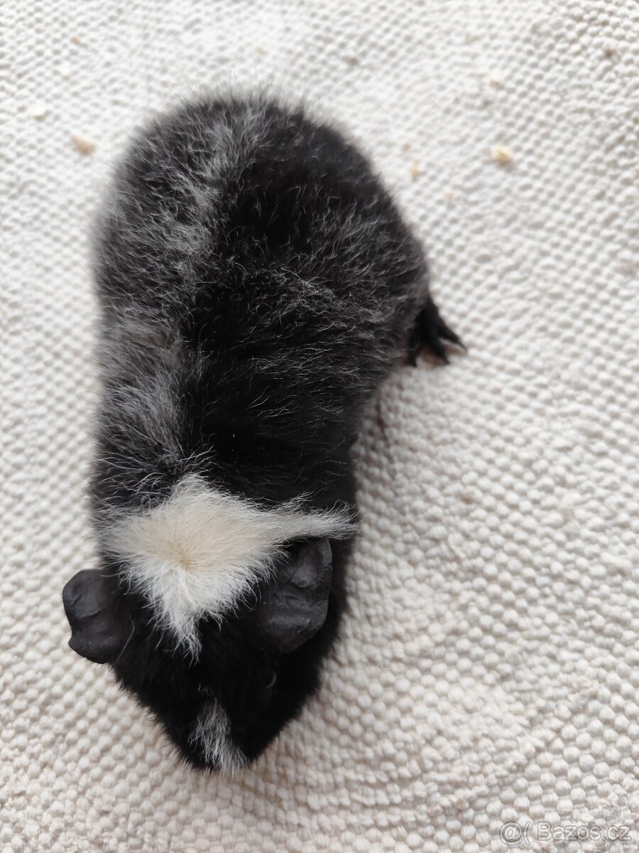 Morče / US Teddy sameček - 9