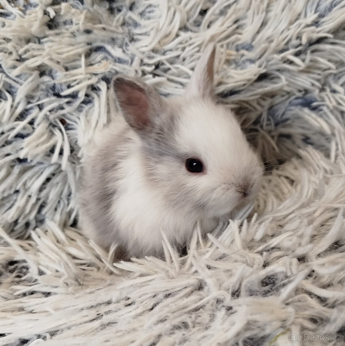 Zakrslý krátkouchý s VP - 9