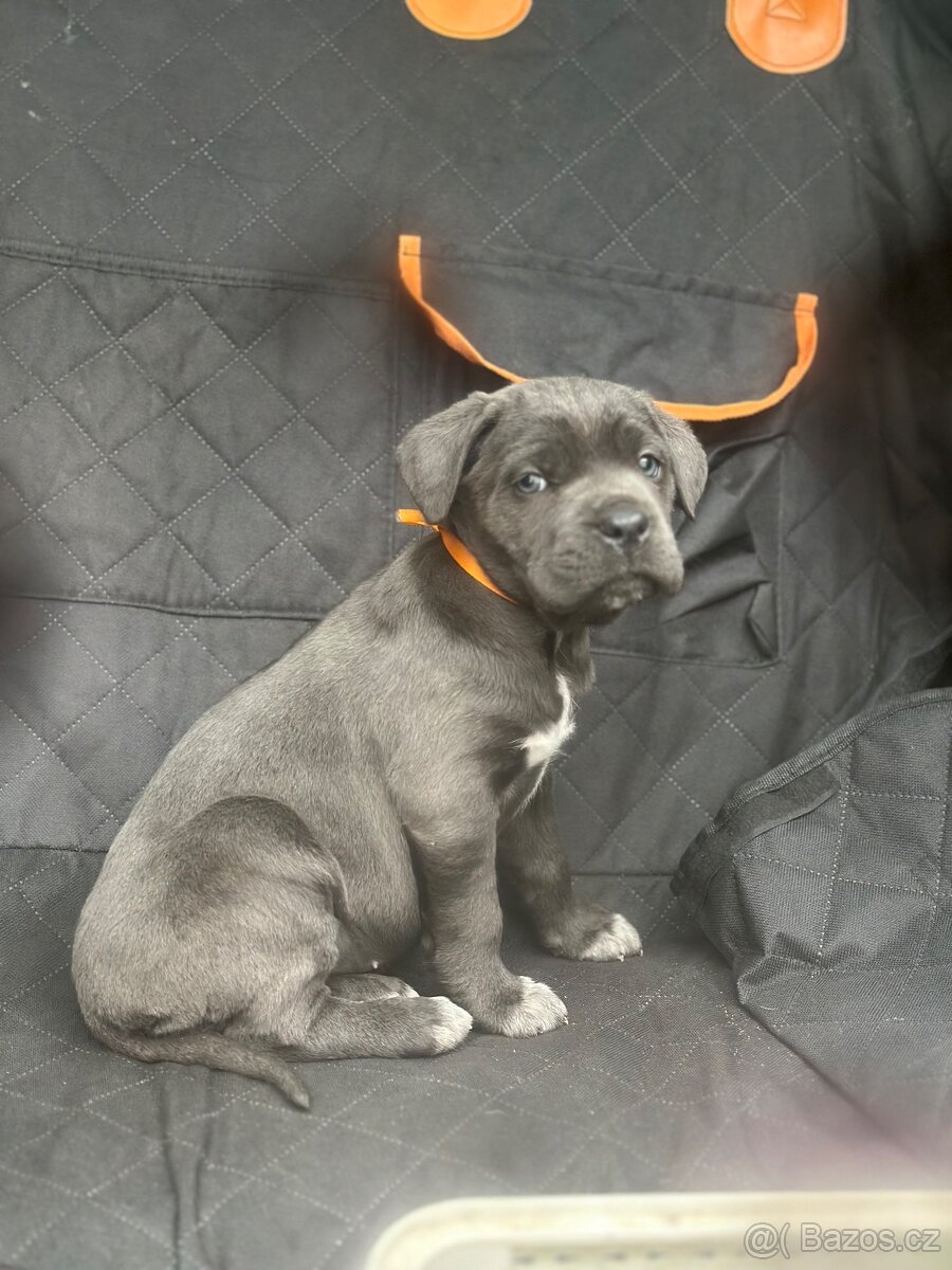 Štěňátka Cane Corso - 9