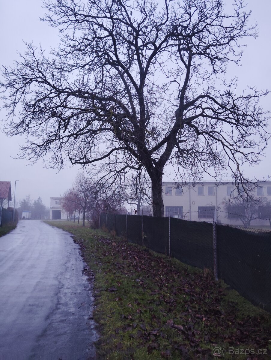 Ořechové dřevo zdarma - 9