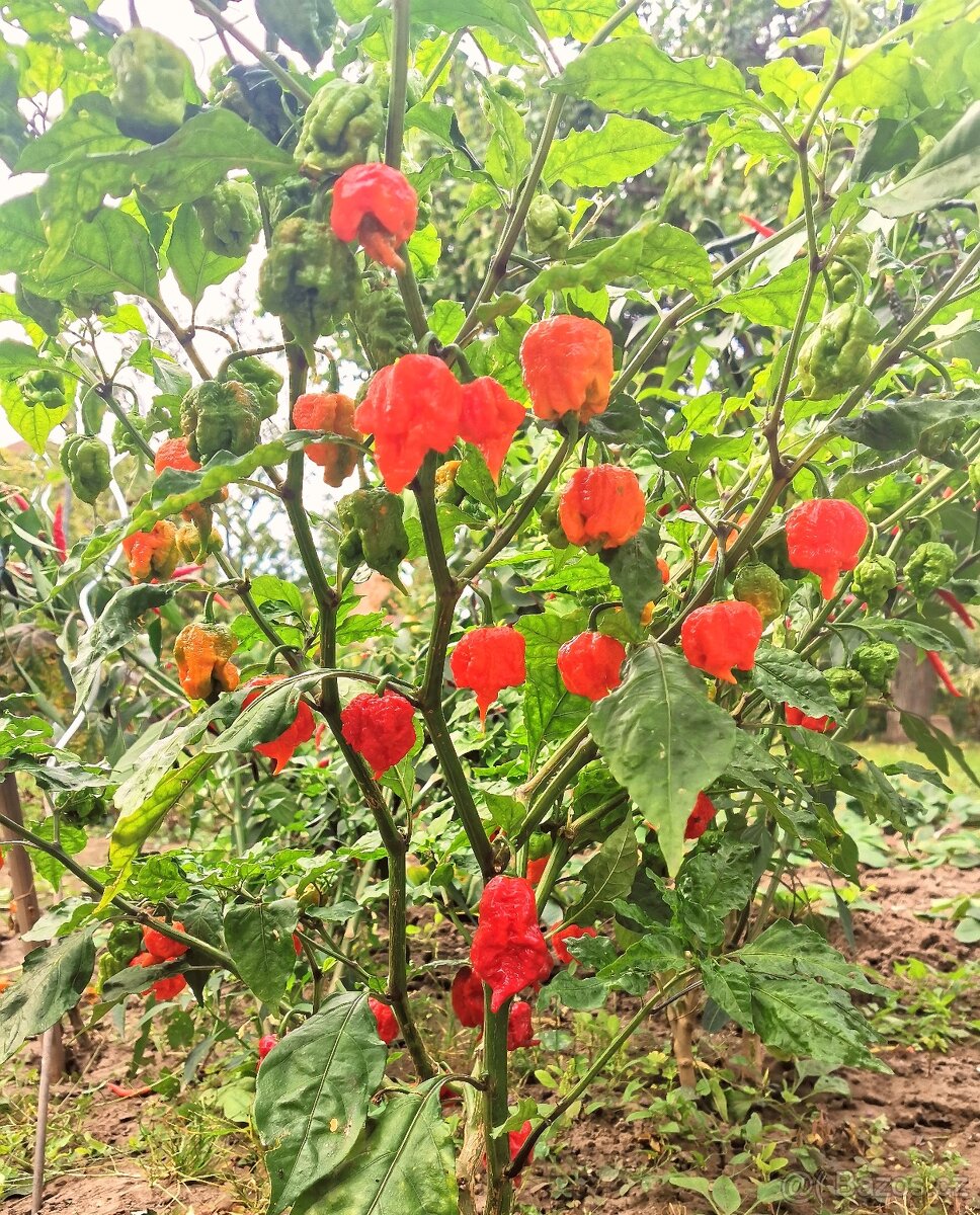 Chilli pasta - Kája Ostrá - 9