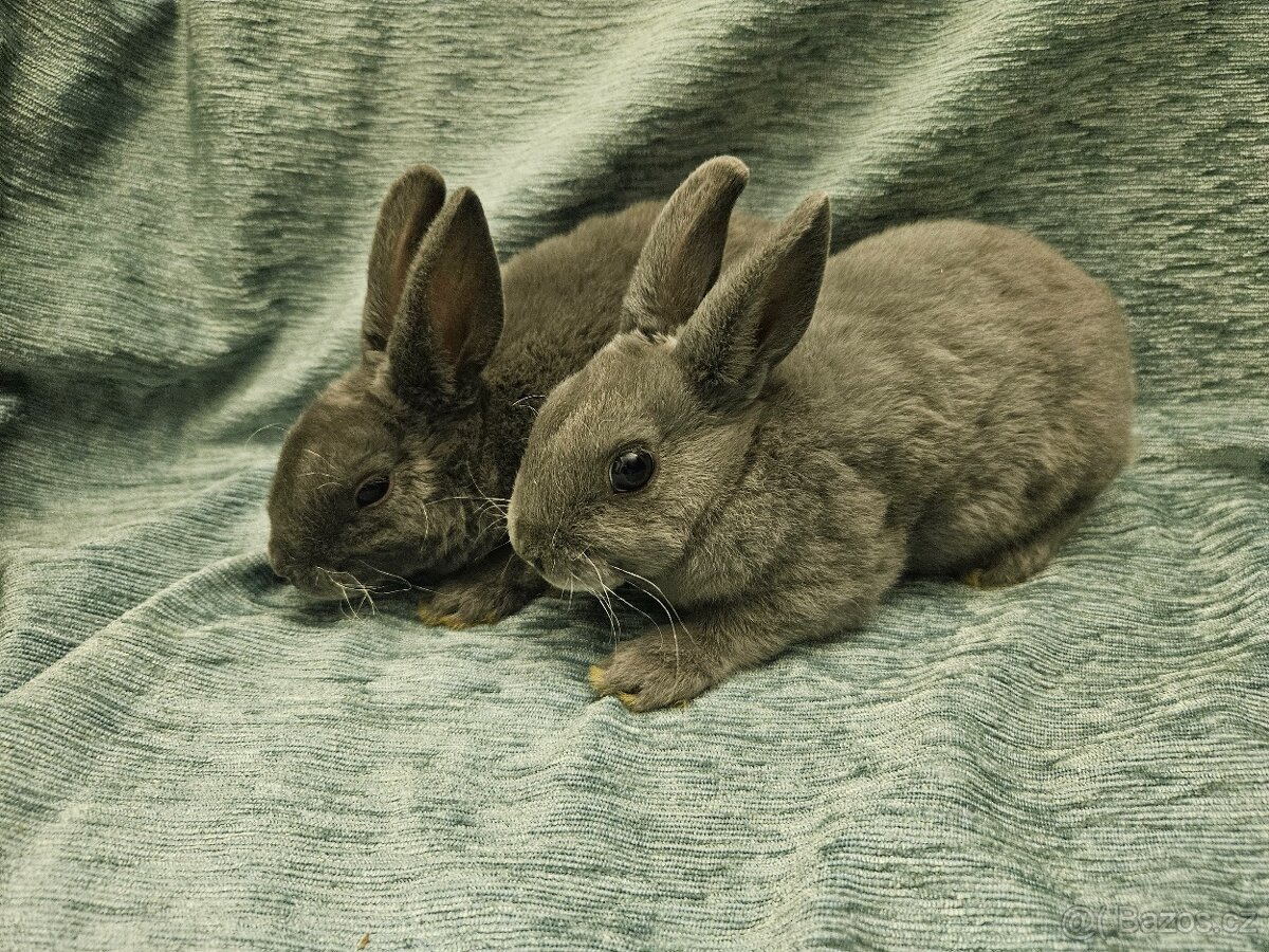 Zakrslý králíček - 9