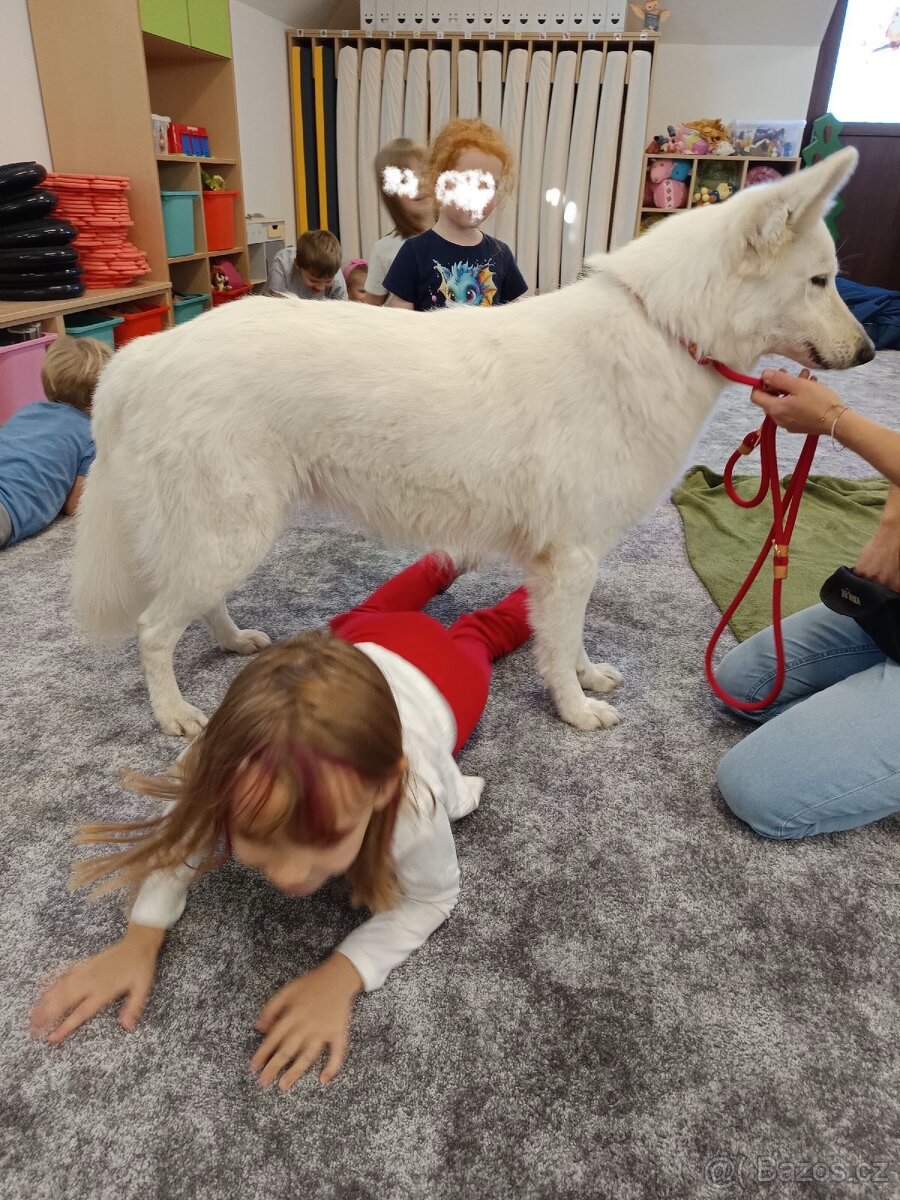 Bílý švýcarský ovčák - 9
