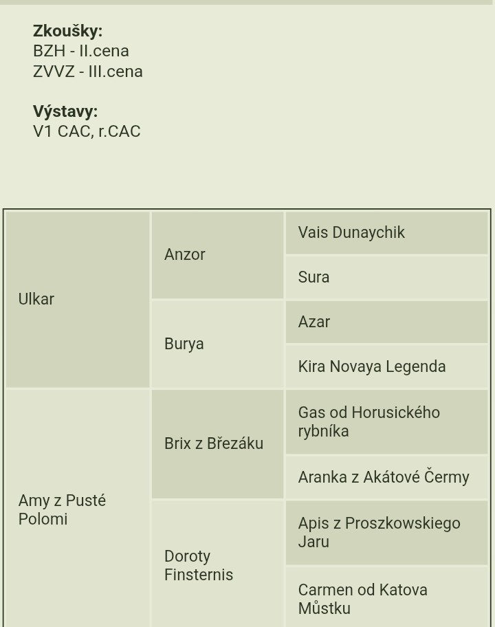 Západosibiřská lajka - 9