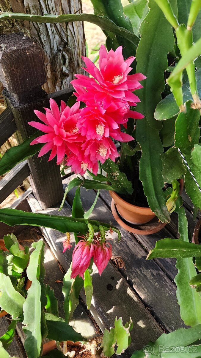 Prodám fylokaktusy - 9
