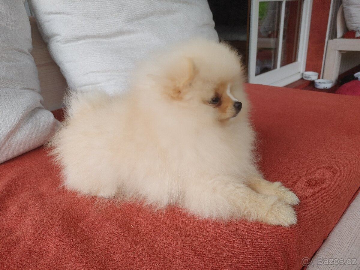 Pomeranian s PP ke KRYTÍ - krémový (žádný prodej) - 9