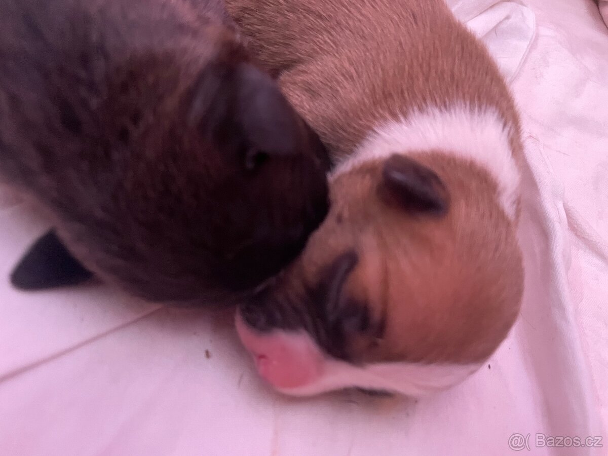 Americký stafordširský teriér s PP - 9