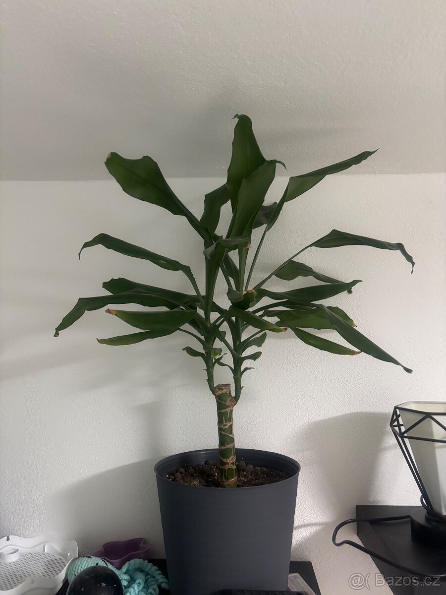 Pokojové rostliny - 9