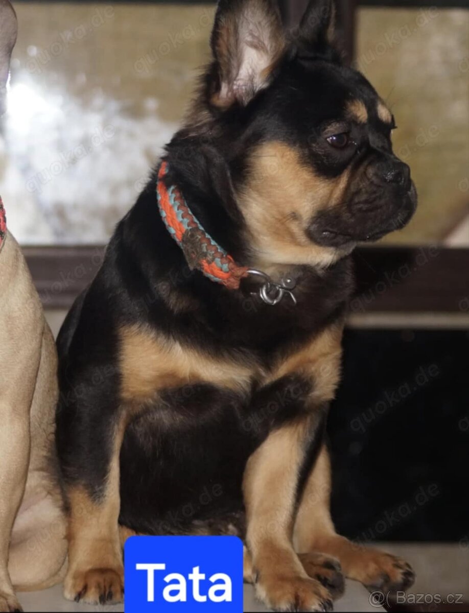 Stěně Buldoček X Jezevčík - 9