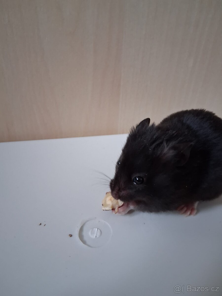 Křeček Syrský - 9