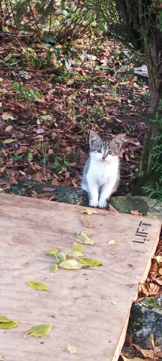 Koťátka daruji - 9