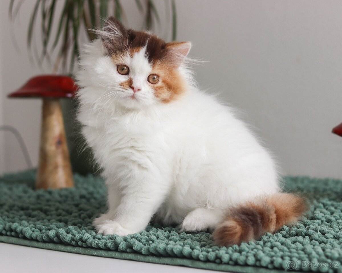 Britská koťátka s PP právě k odběru. - 9