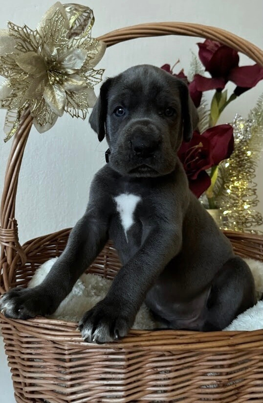 Německá doga modrá s PP - 1 měsíc - 9