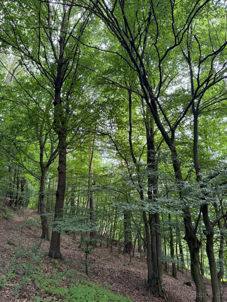 Prodám lesní pozemky v k.ú. Bohutín nad Moravou - 9