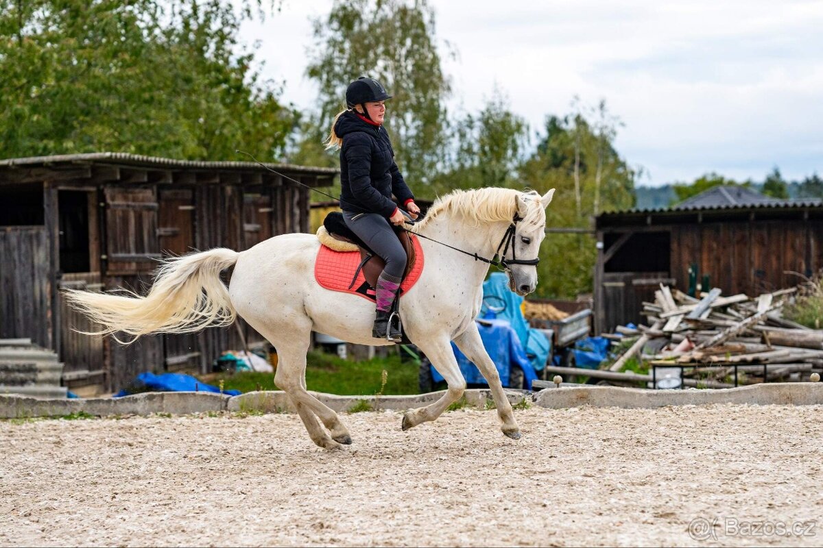 Líbivá connemara klisna do sportu - 9