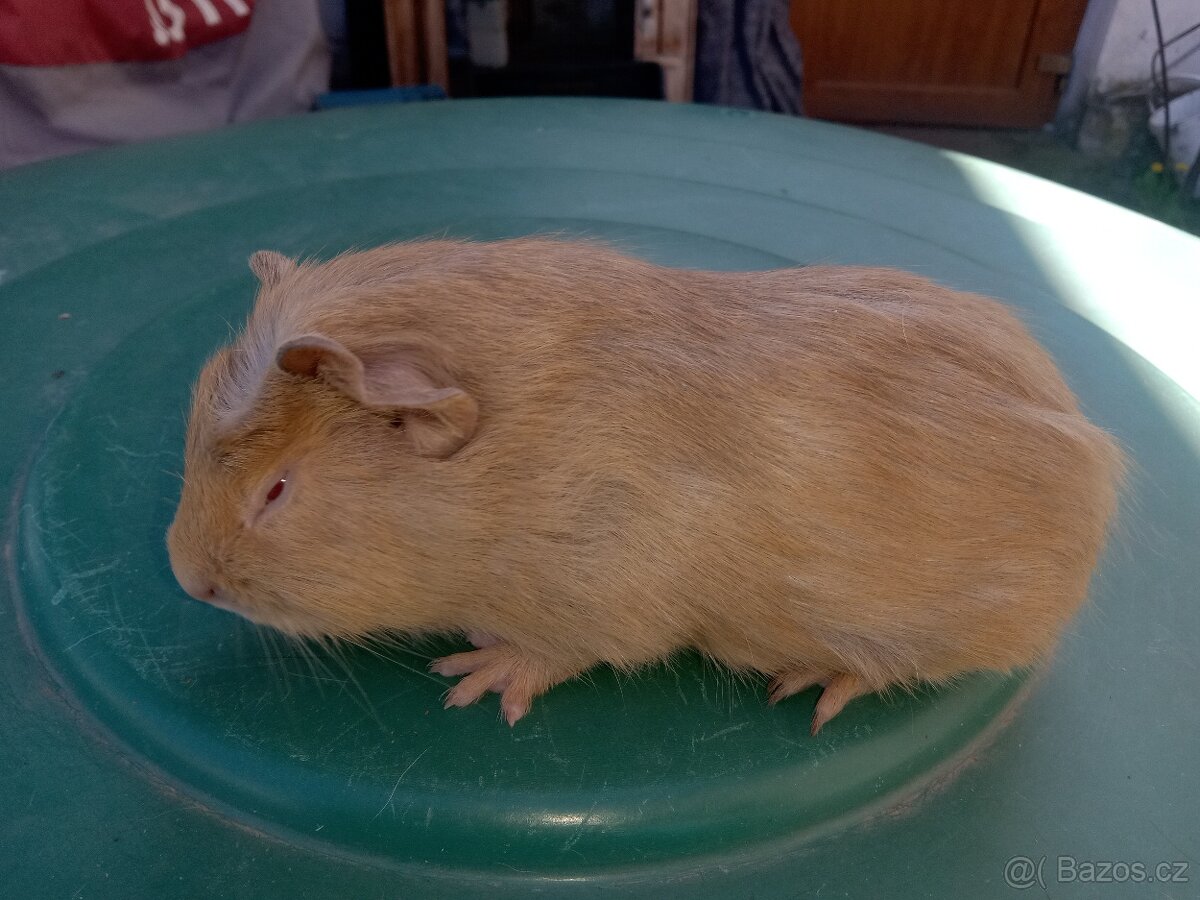 Morče morčata cuy mláďata - 9