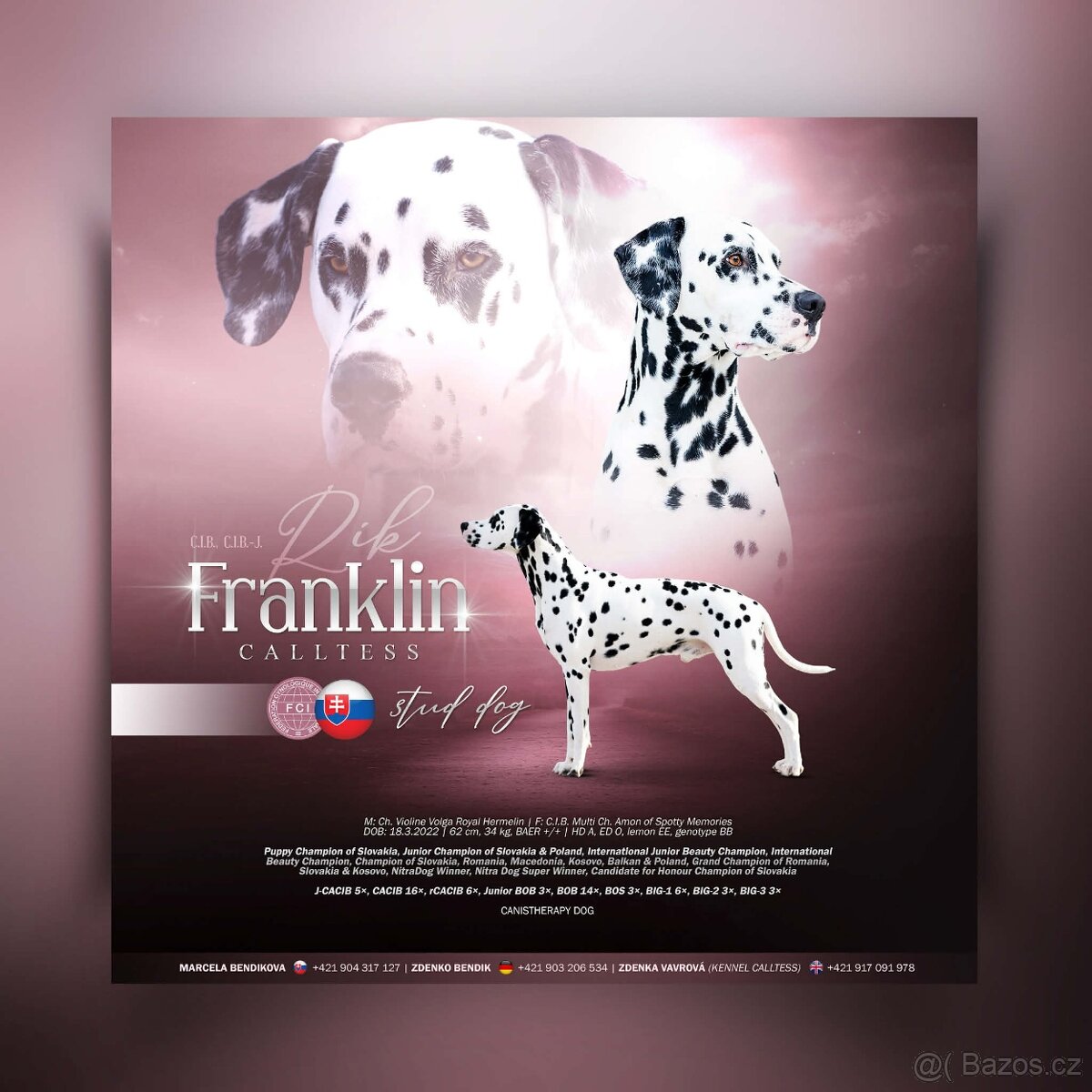 Dalmatinsky pes s PP, dalmatinec, dalmatin - 9