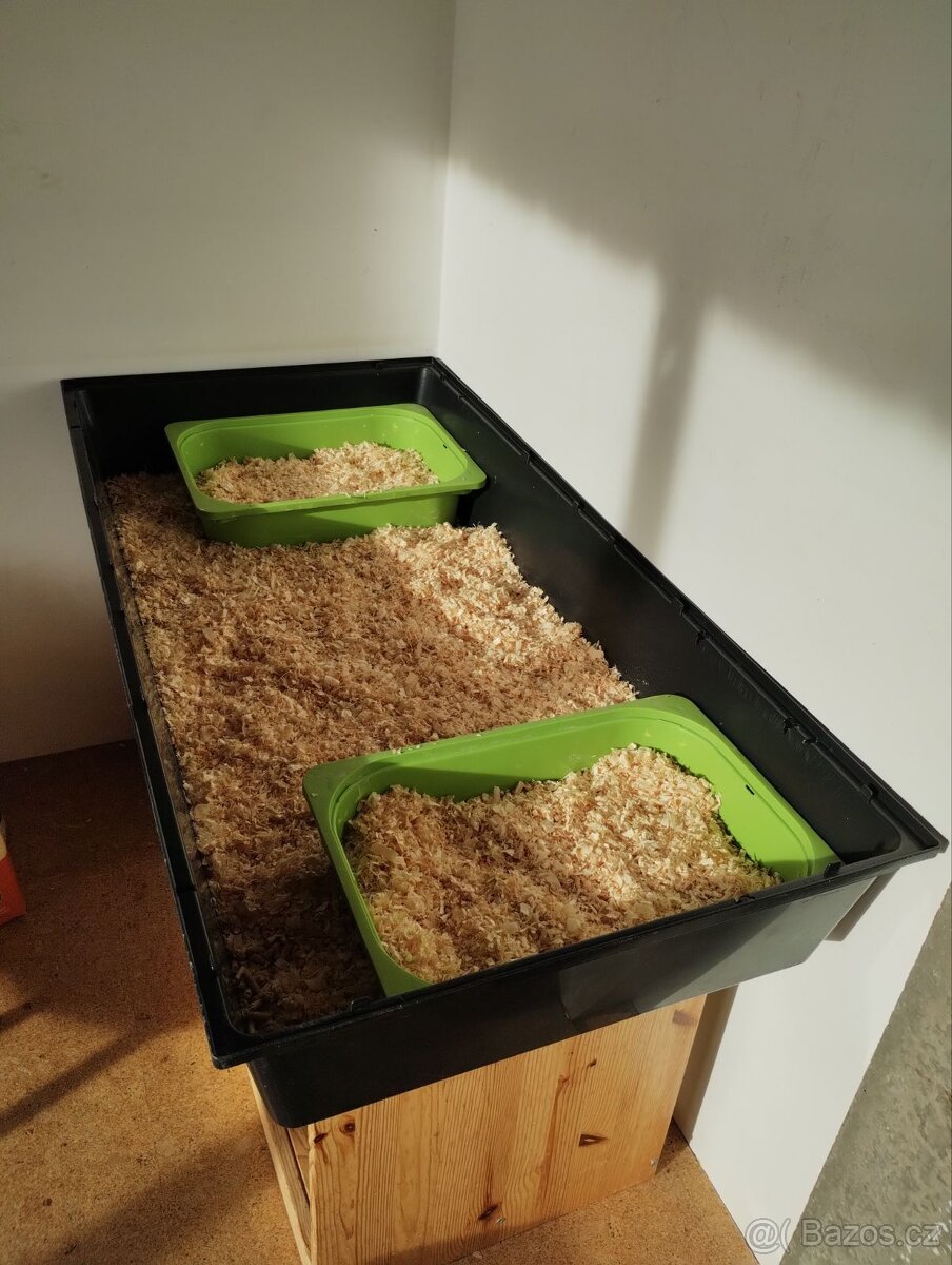 2 morčecí mladí samci nekastrovaní - jen spolu - 9