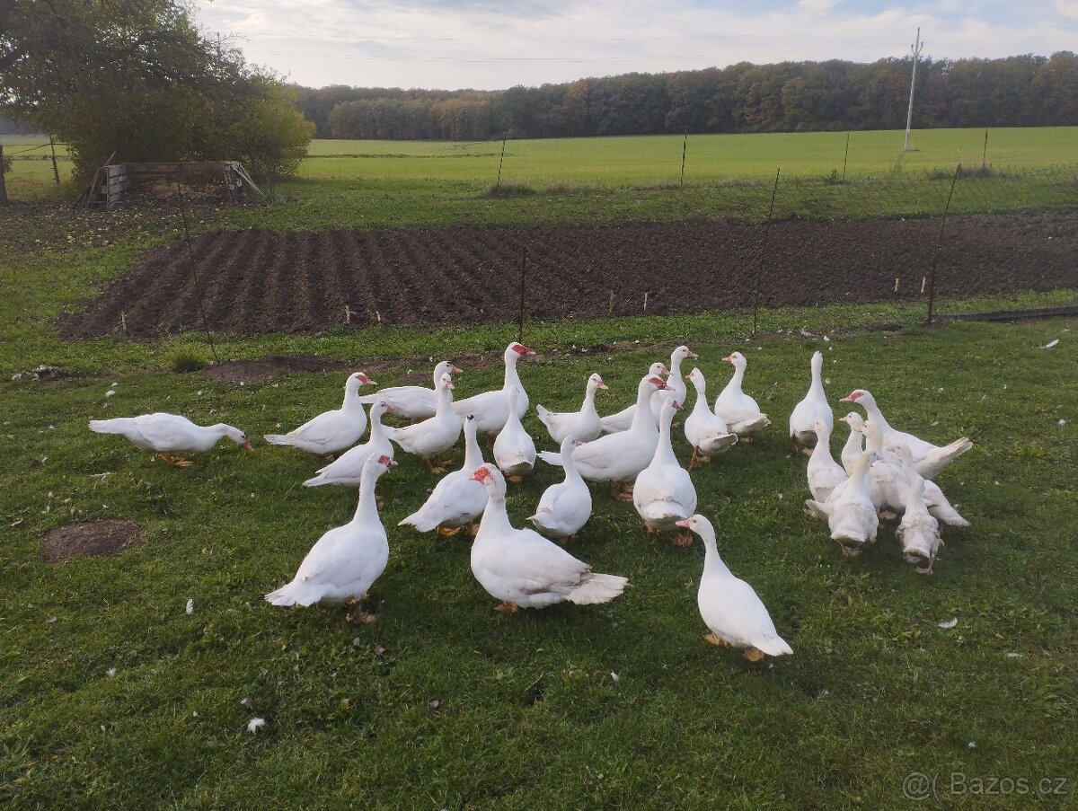 Kachna pižmová - 9