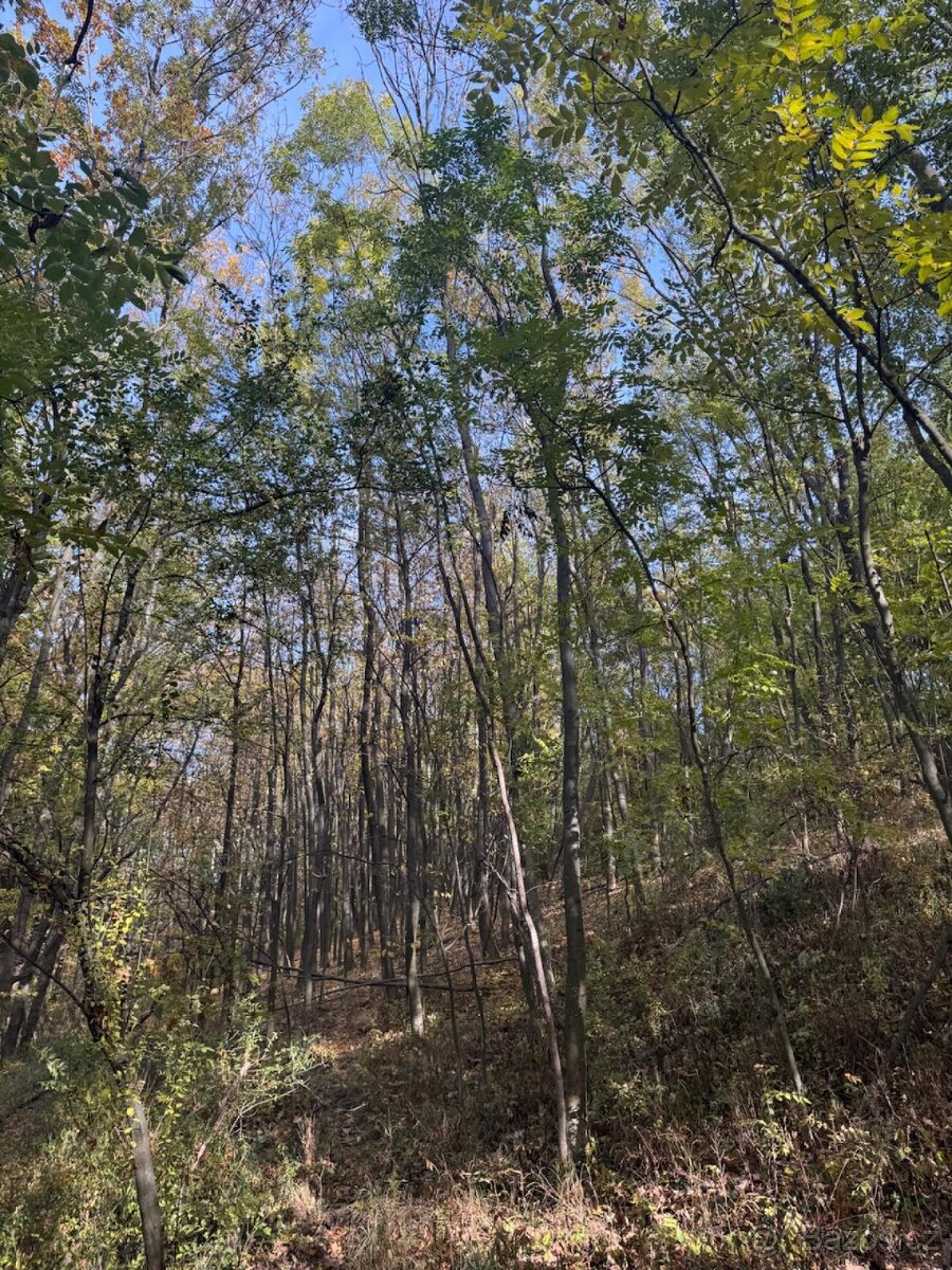 Prodej pozemků v k.ú. Jeníkovice u Choltic - 9