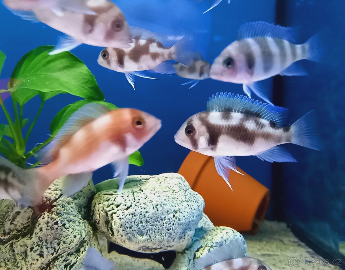 Odchovy Tanganyika - 9