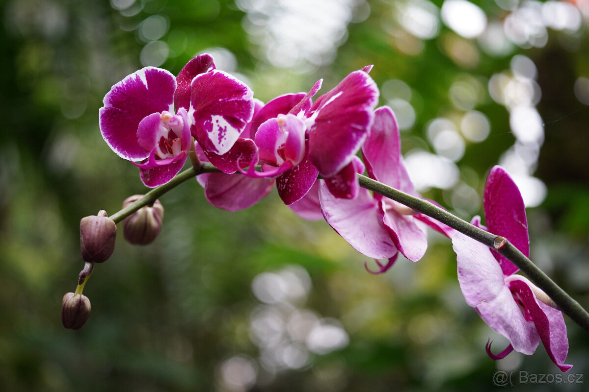 OBJEKTIV asahi pentax SUPER-MULTI-COATED MACRO-TAKUMAR 50/4, - 9