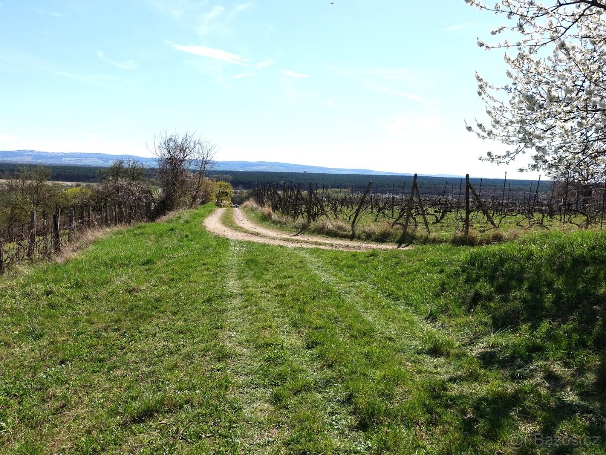 Prodej vinohradu 4114 m², Bzenec - 9