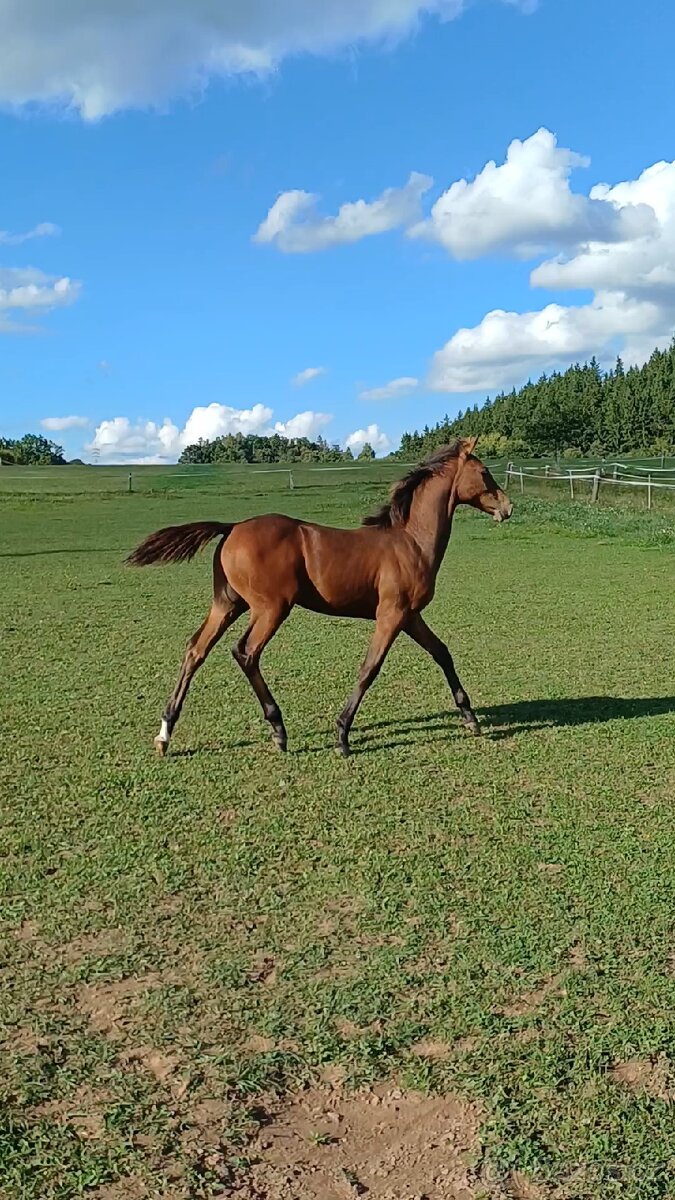 hřebec český teplokrevník - 9
