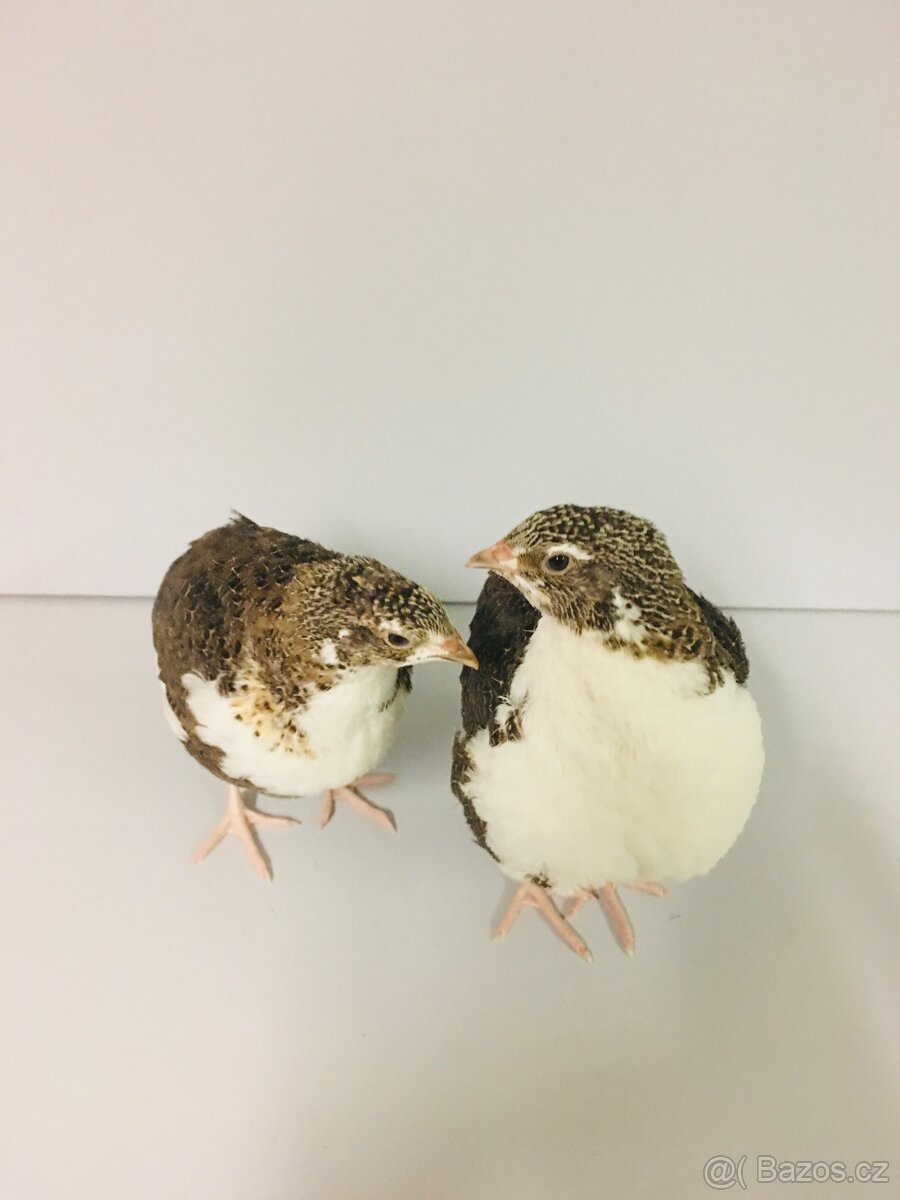 Prodej křepelek - 9