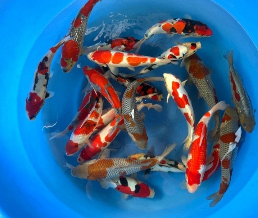 Koi kapr originál Japonsko - 9