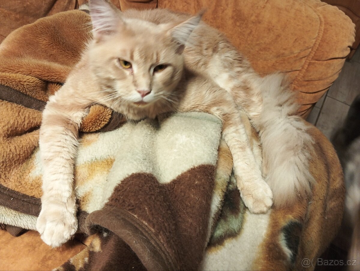 Mainská mývalí - 9