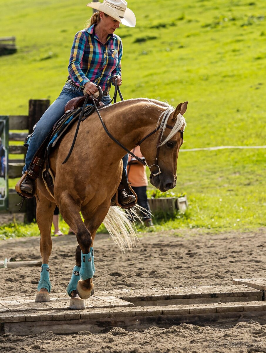 Připouštění QH hřebcem - 9