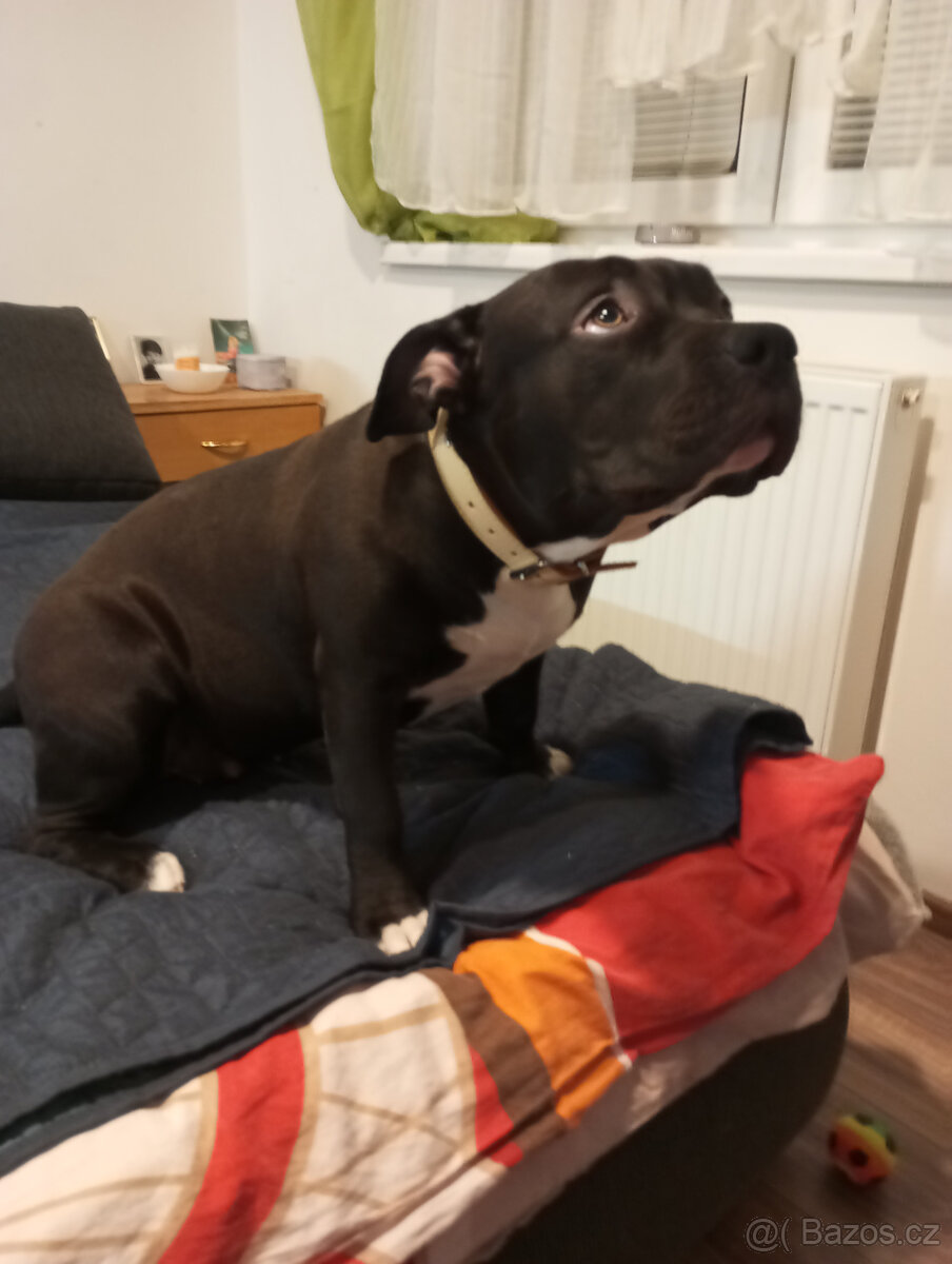 American Bully XL - 9