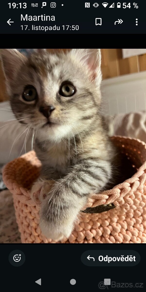 Britská koťátka - 9