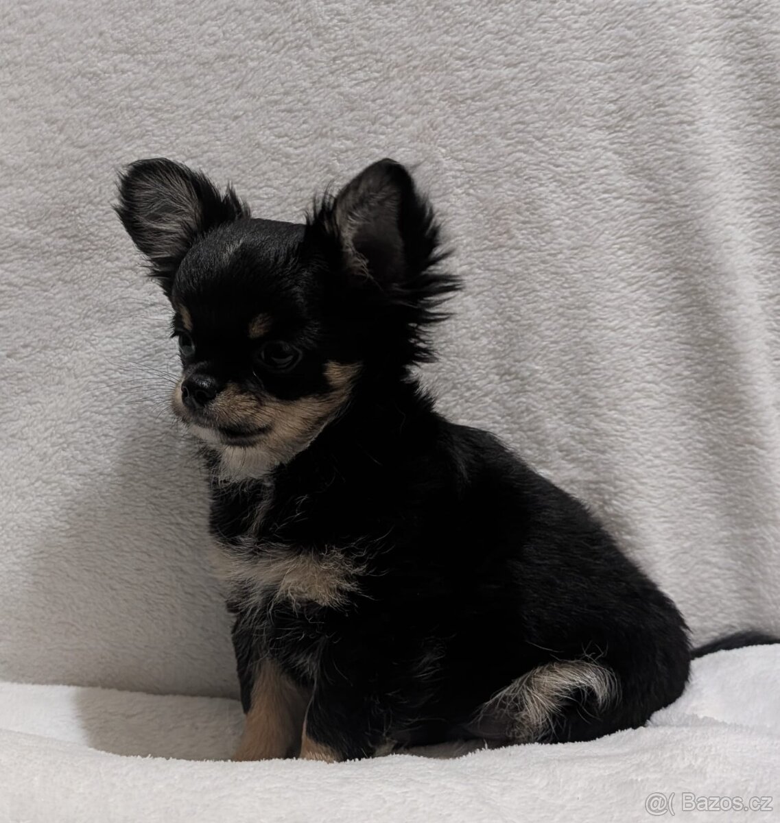 Čivava dlouhosrstá s PP- pejsci - 9