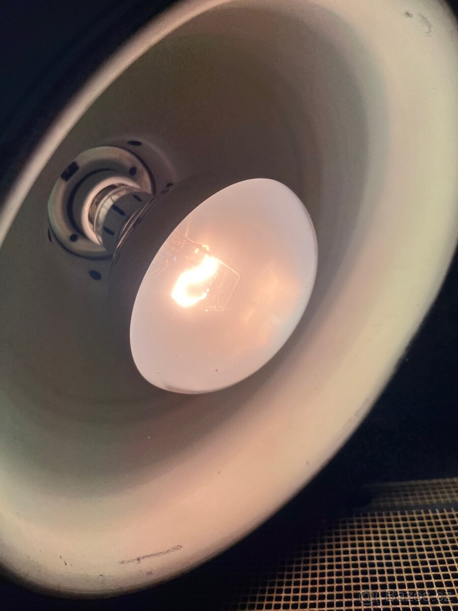 CHAMELEONI JEMENSKÝ HOLKA/KLUK + TERÁRIUM - 9