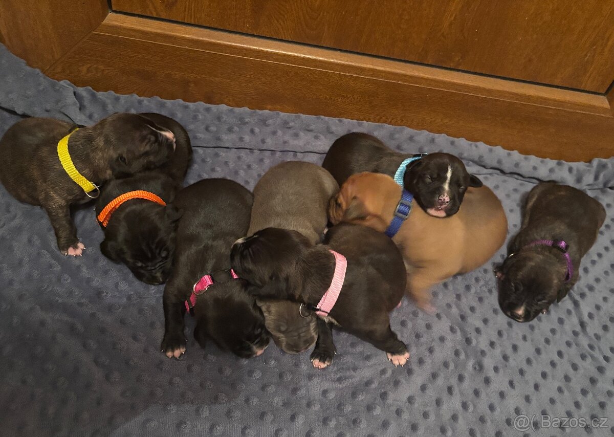 Americký stafordsirsky terier, Stafford, amstaf - 9