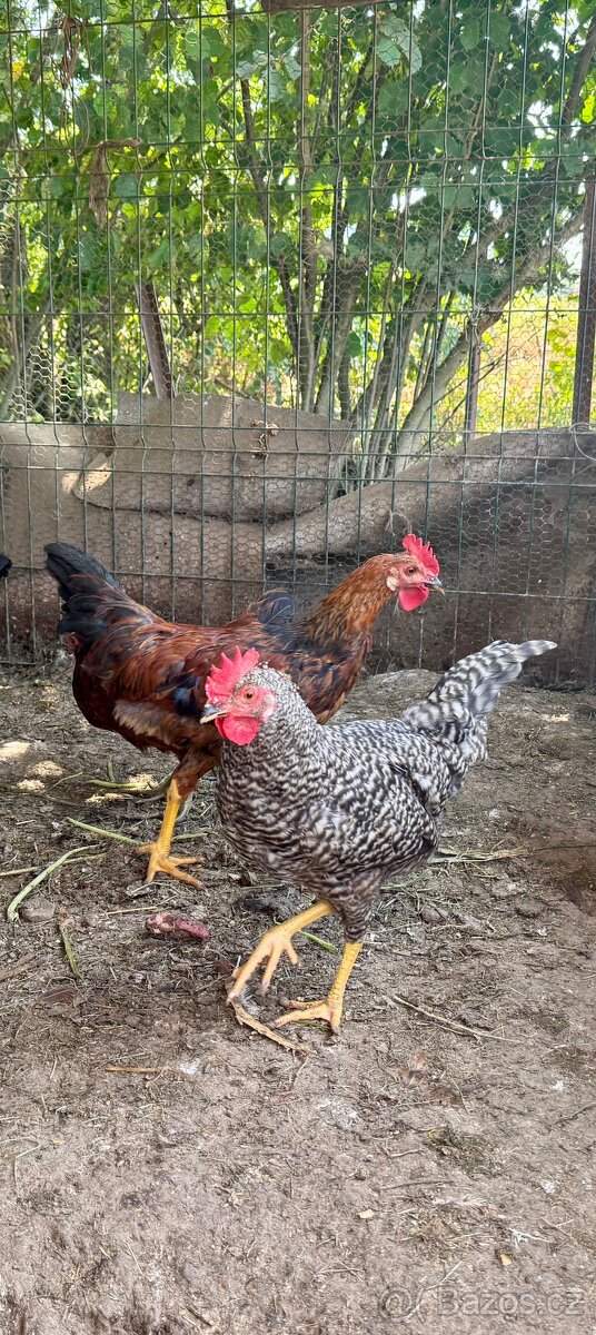 Kohout zn. luxusní - 9