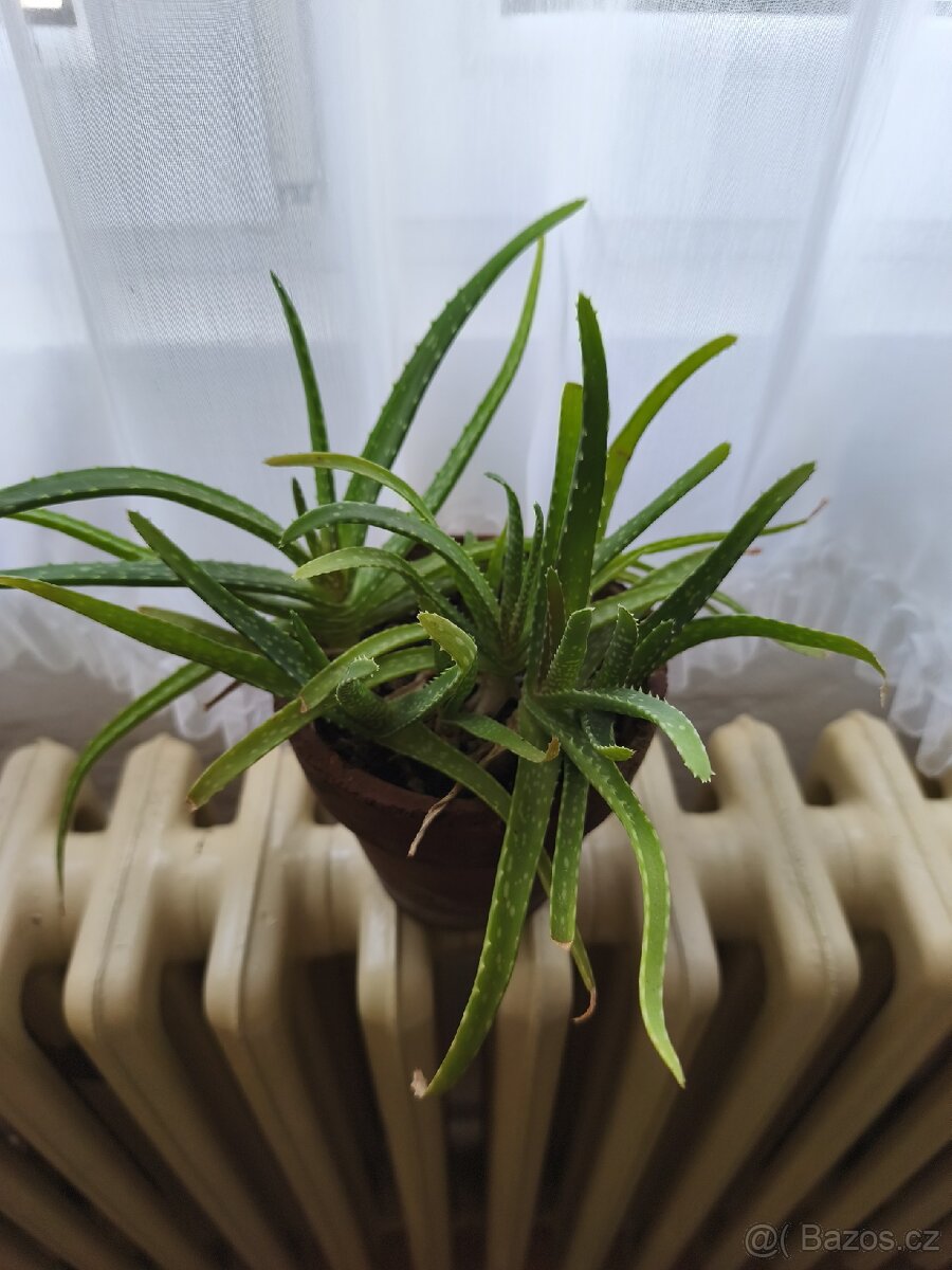 Pokojové rostliny + zdarma Aloe Vera - 9