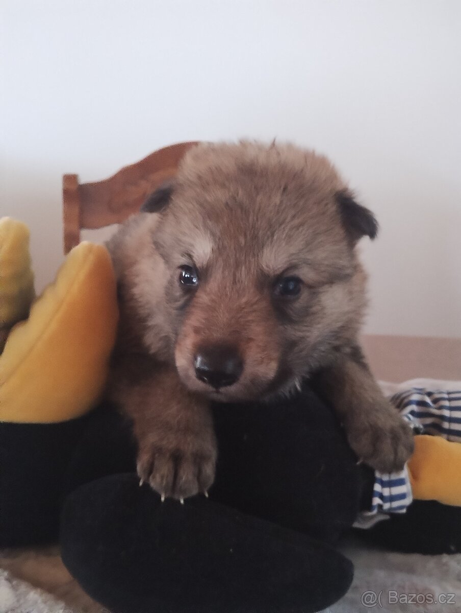 Československý vlčák s PP - 9