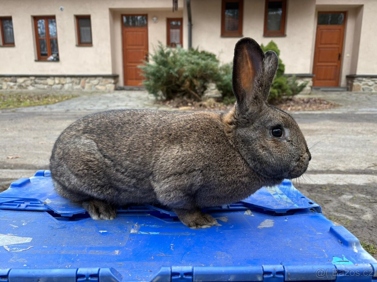 Králíci VŠ - 9
