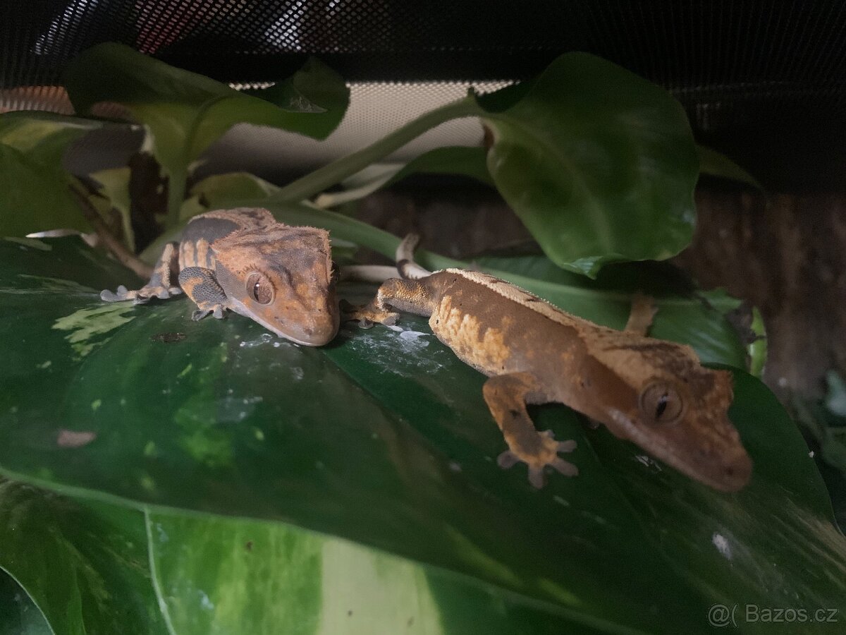 Pagekon řasnatý - 9